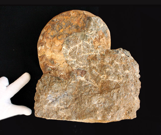 リーズナブルプライス！ドイツのジュラ紀の地層から採集された立派なアンモナイト（Ammonite）の化石。美しい縫合線にご注目ください！（その8）