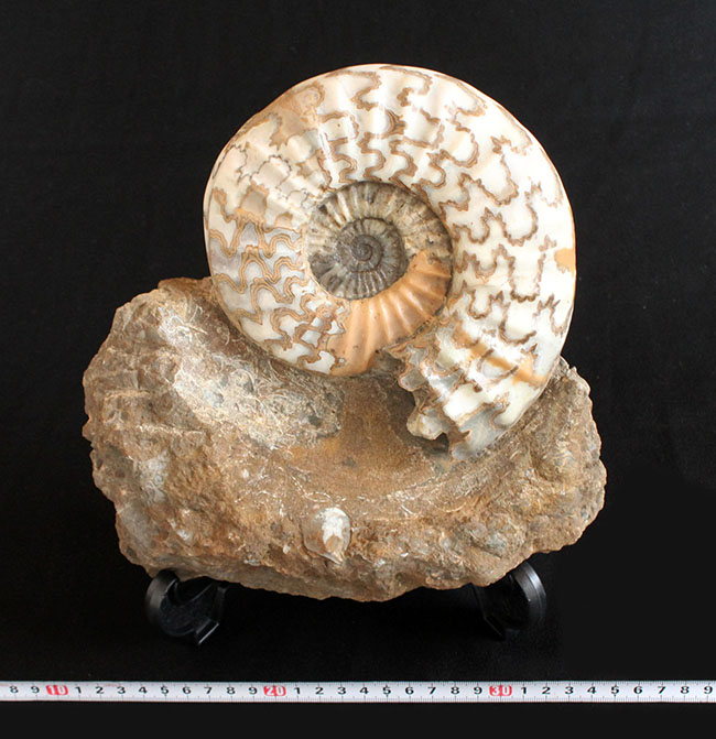 リーズナブルプライス！ドイツのジュラ紀の地層から採集された立派なアンモナイト（Ammonite）の化石。美しい縫合線にご注目ください！（その9）