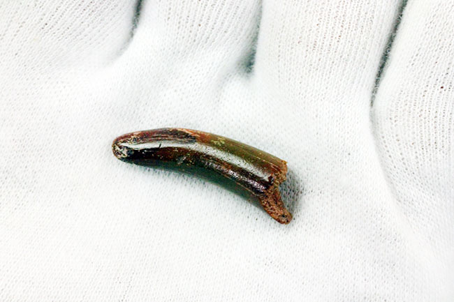 典型的！モロッコ産、翼竜の歯化石。専用ケース付き。 化石 販売