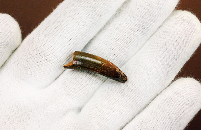 典型的！モロッコ産、翼竜の歯化石。専用ケース付き。 化石 販売