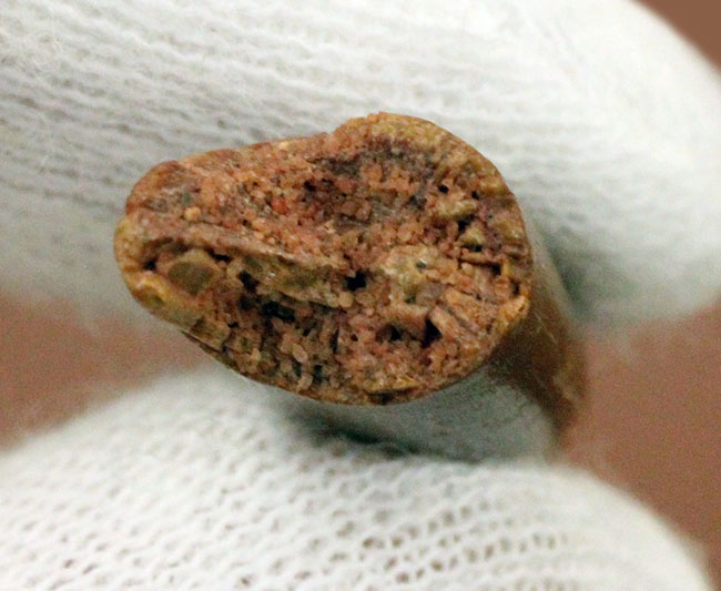 典型的!モロッコ産、翼竜の歯化石。専用ケース付き。(その5)