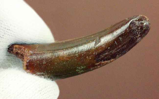 典型的！モロッコ産、翼竜の歯化石。専用ケース付き。 化石 販売