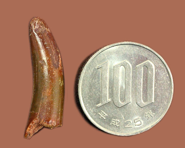 典型的！モロッコ産、翼竜の歯化石。専用ケース付き。 化石 販売