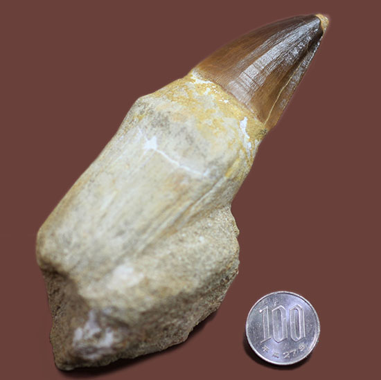 母岩付きで空中展示！モササウルスの歯が先端からルート部まで丸ごと１本保存された、極太巨大歯(Mosasaurus)（その11）