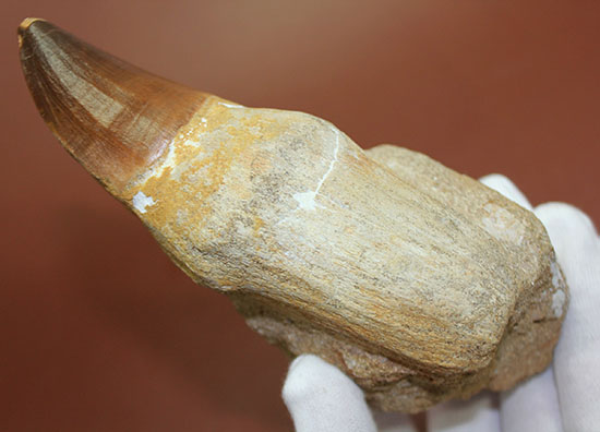 母岩付きで空中展示！モササウルスの歯が先端からルート部まで丸ごと１本保存された、極太巨大歯(Mosasaurus)（その3）