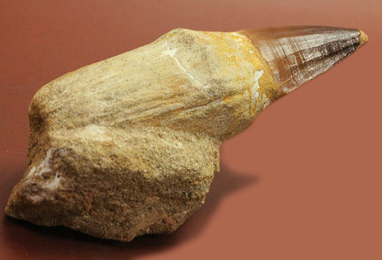 母岩付きで空中展示！モササウルスの歯が先端からルート部まで丸ごと１本保存された、極太巨大歯(Mosasaurus)（その7）