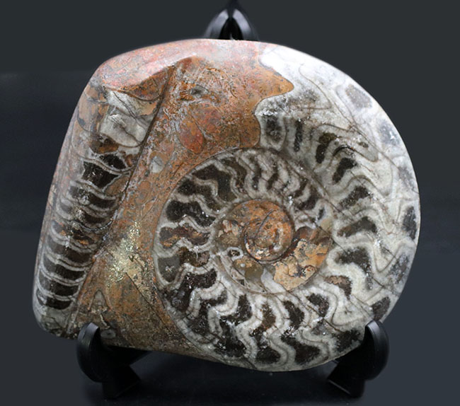 渦を巻いたものと真っ直ぐなもの。古生代の頭足類、ゴニアタイトとオルソセラスが同居した面白い化石