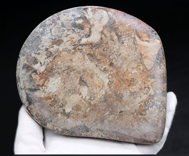 渦を巻いたものと真っ直ぐなもの。古生代の頭足類、ゴニアタイトとオルソセラスが同居した面白い化石（その10）