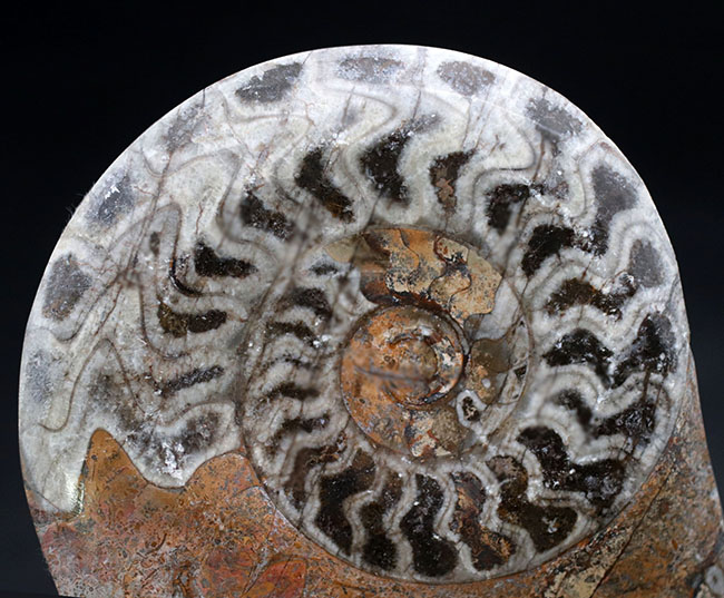 渦を巻いたものと真っ直ぐなもの。古生代の頭足類、ゴニアタイトとオルソセラスが同居した面白い化石