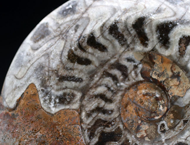 渦を巻いたものと真っ直ぐなもの。古生代の頭足類、ゴニアタイトとオルソセラスが同居した面白い化石（その7）