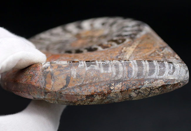 渦を巻いたものと真っ直ぐなもの。古生代の頭足類、ゴニアタイトとオルソセラスが同居した面白い化石（その9）