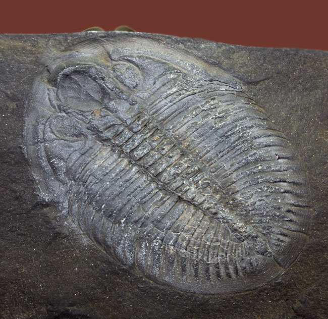 ヒラメに見える?6センチ超え!三葉虫、オジジオカレラ(Ogygiocarella sp.)(その1)