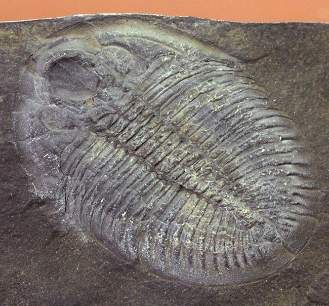 ヒラメに見える?6センチ超え!三葉虫、オジジオカレラ(Ogygiocarella sp.)(その5)