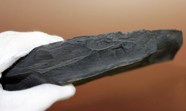 ヒラメに見える?6センチ超え!三葉虫、オジジオカレラ(Ogygiocarella sp.)(その6)