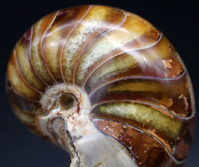 飴色に輝く美しきオウムガイ(Nautilus)の化石(その2)