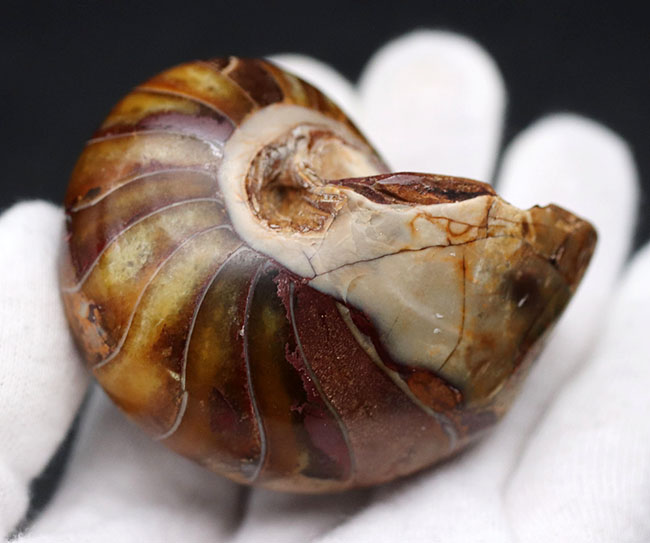 飴色に輝く美しきオウムガイ(Nautilus)の化石(その3)