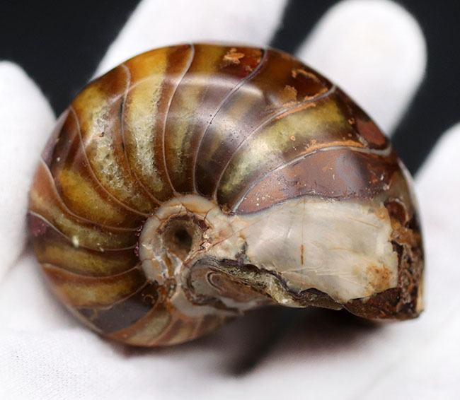 飴色に輝く美しきオウムガイ(Nautilus)の化石(その4)