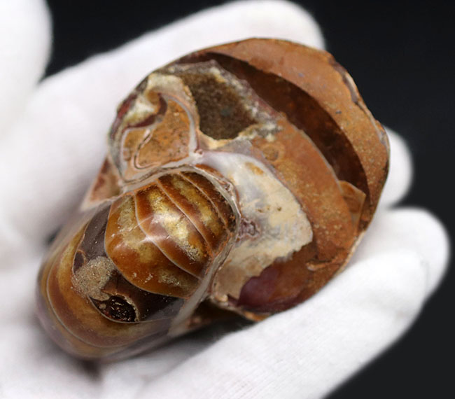 飴色に輝く美しきオウムガイ(Nautilus)の化石(その5)