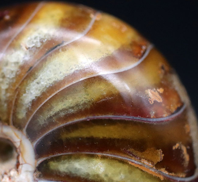 飴色に輝く美しきオウムガイ(Nautilus)の化石(その6)