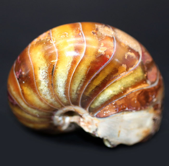 飴色に輝く美しきオウムガイ（Nautilus）の化石（その7）