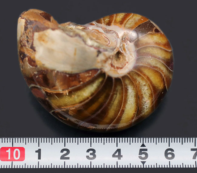 飴色に輝く美しきオウムガイ(Nautilus)の化石(その8)