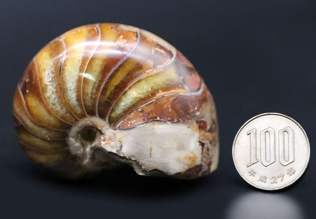 飴色に輝く美しきオウムガイ(Nautilus)の化石(その9)