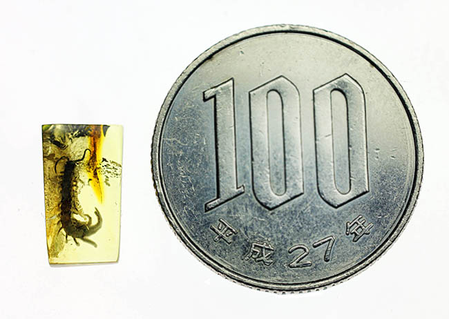 エクストリームレア!およそ4千万年前のムカデを内包したバルト海産琥珀。専用ケース付き。(その10)