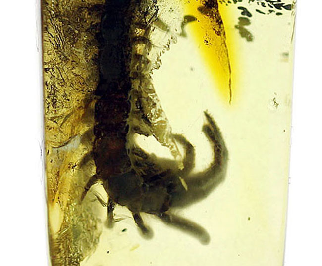 エクストリームレア！およそ4千万年前のムカデを内包したバルト海産琥珀。専用ケース付き。（その3）