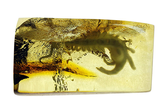 エクストリームレア！およそ4千万年前のムカデを内包したバルト海産琥珀。専用ケース付き。（その8）