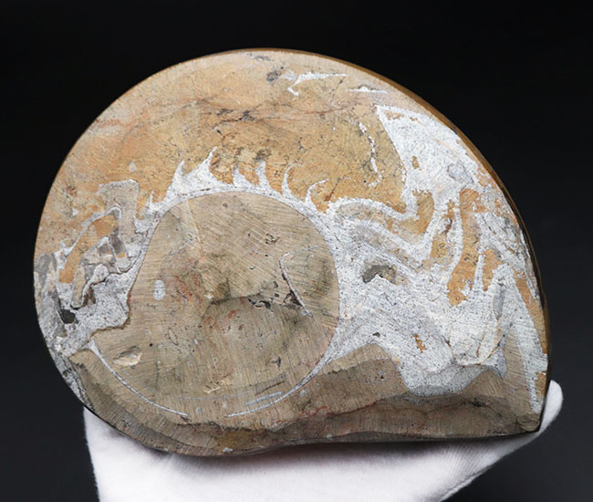 メガサイズ！直径最大部１８５ミリに達する巨大なゴニアタイト（Goniatite）の化石。アンモナイトの祖先（その6）