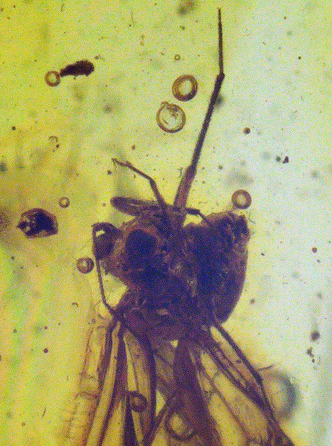 ベリーレア！保存状態極めて良好！希少なチャタテムシの虫を内包したバルト海産の琥珀（Amber）（その3）