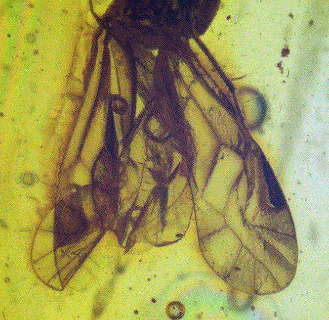 ベリーレア！保存状態極めて良好！希少なチャタテムシの虫を内包したバルト海産の琥珀（Amber）（その4）