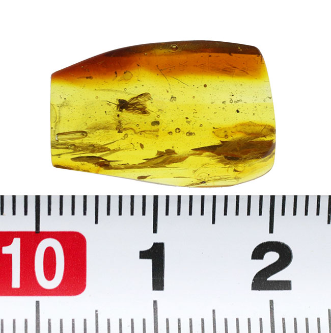 ベリーレア！保存状態極めて良好！希少なチャタテムシの虫を内包したバルト海産の琥珀（Amber）（その8）