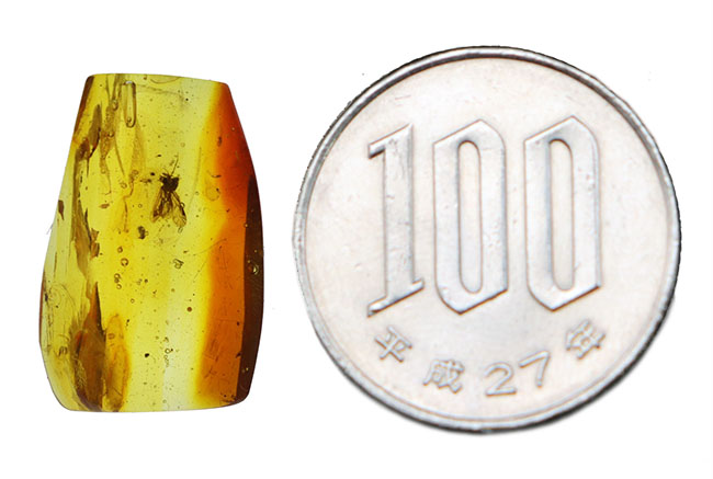 ベリーレア！保存状態極めて良好！希少なチャタテムシの虫を内包したバルト海産の琥珀（Amber）（その9）