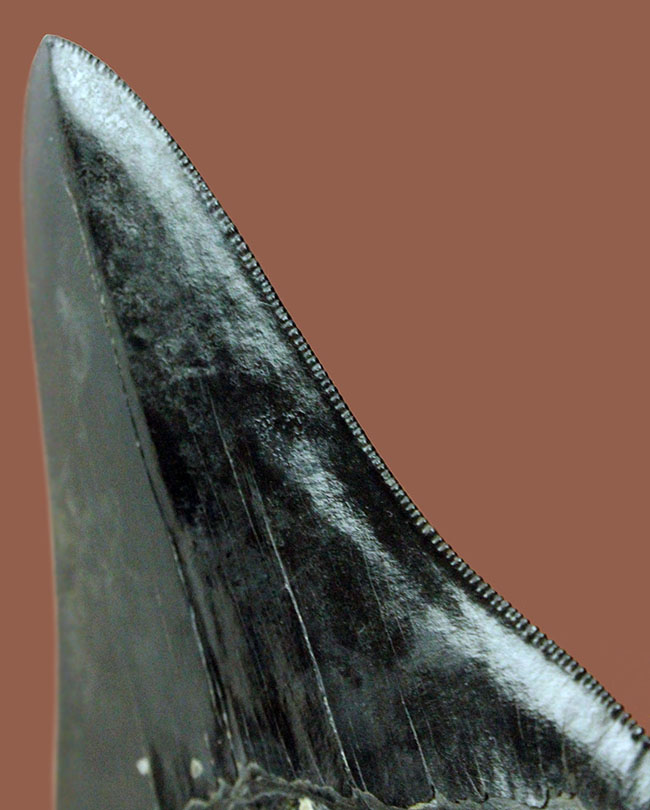 黒光りを放つ極上のメガロドンの歯化石。「ブラックメガロドン」をコレクションするチャンス！（その1）