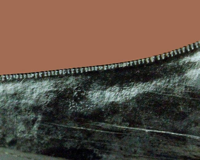 黒光りを放つ極上のメガロドンの歯化石。「ブラックメガロドン」をコレクションするチャンス！（その10）