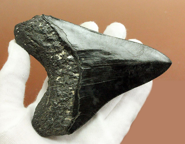 黒光りを放つ極上のメガロドンの歯化石。「ブラックメガロドン」をコレクションするチャンス！（その11）
