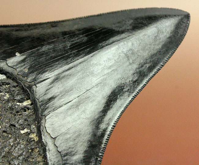 黒光りを放つ極上のメガロドンの歯化石。「ブラックメガロドン」をコレクションするチャンス！（その12）