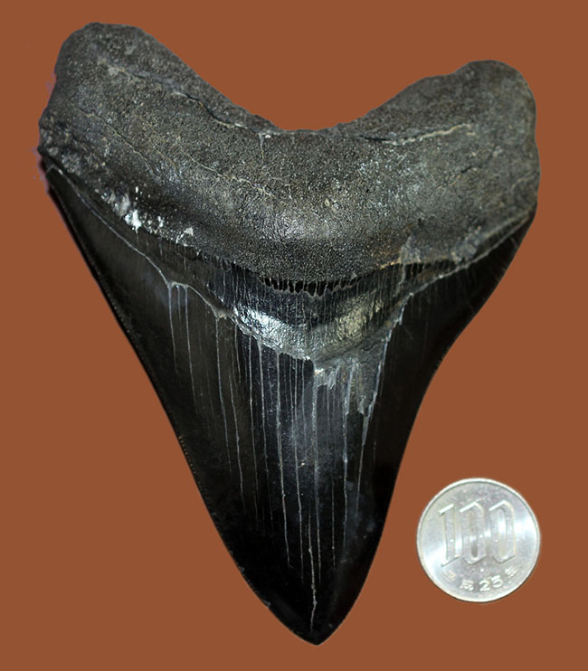 黒光りを放つ極上のメガロドンの歯化石。「ブラックメガロドン」をコレクションするチャンス！（その13）