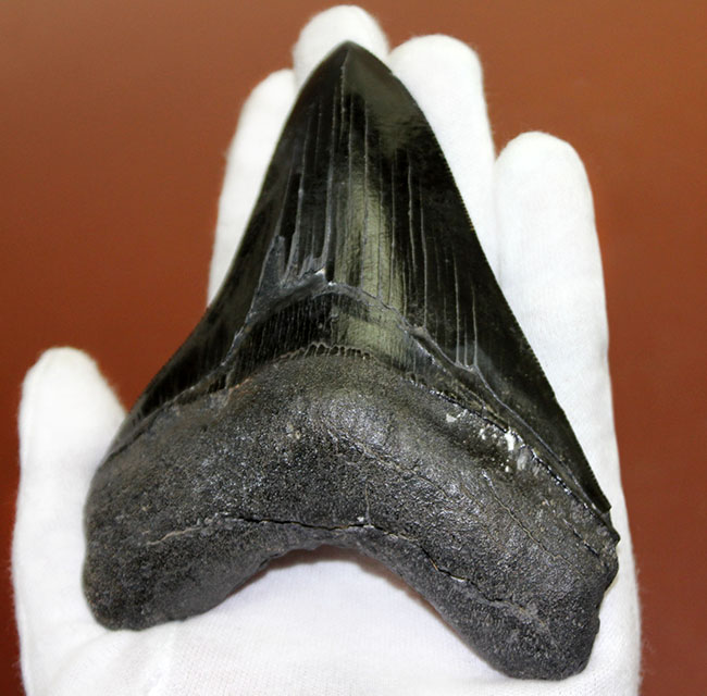 黒光りを放つ極上のメガロドンの歯化石。「ブラックメガロドン」をコレクションするチャンス！（その2）