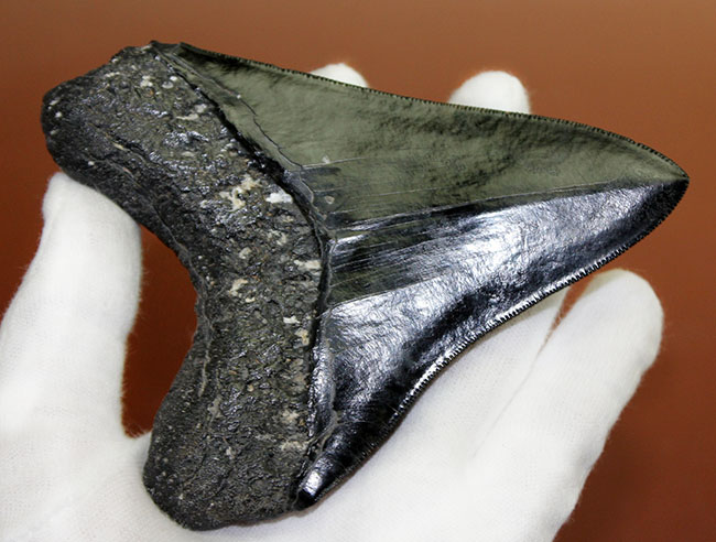黒光りを放つ極上のメガロドンの歯化石。「ブラックメガロドン」をコレクションするチャンス！（その3）