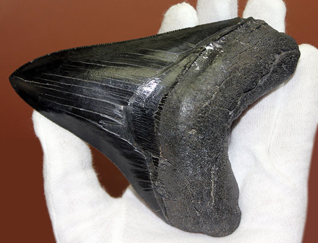 黒光りを放つ極上のメガロドンの歯化石。「ブラックメガロドン」をコレクションするチャンス！（その4）