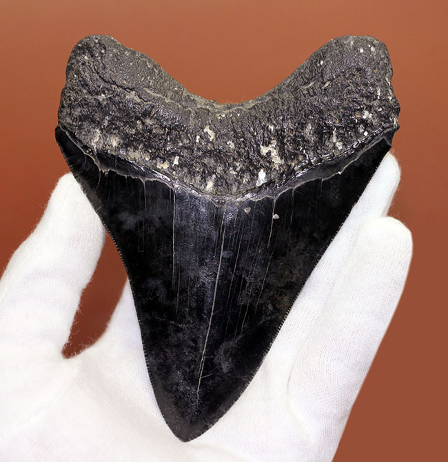 黒光りを放つ極上のメガロドンの歯化石。「ブラックメガロドン