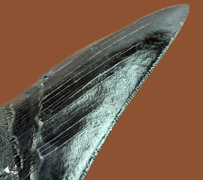 黒光りを放つ極上のメガロドンの歯化石。「ブラックメガロドン」をコレクションするチャンス！（その7）