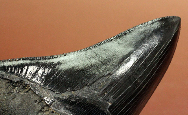 黒光りを放つ極上のメガロドンの歯化石。「ブラックメガロドン」をコレクションするチャンス！（その8）