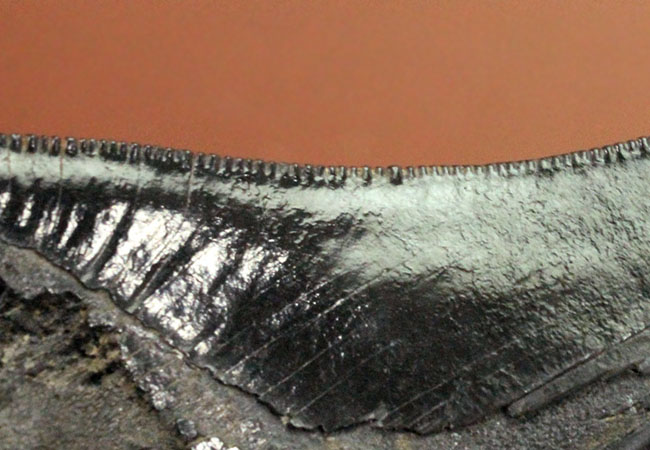 黒光りを放つ極上のメガロドンの歯化石。「ブラックメガロドン」をコレクションするチャンス！（その9）