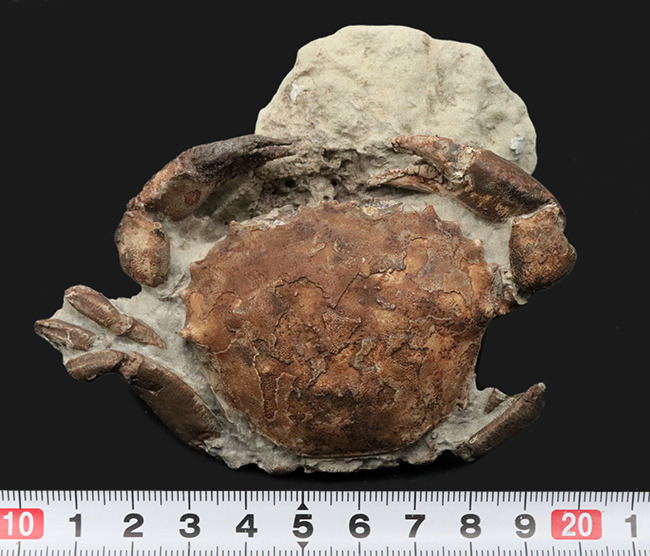 10センチに達する、極めて立派なカニの化石。甲羅、ハサミ、足など