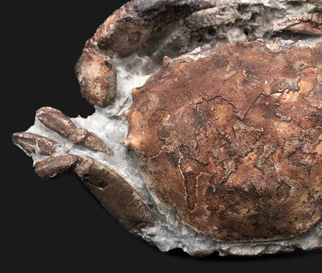 化石　C-９ 化石 C-9 化石 C-9 Sinistcha ex #9 Prices | Pokemon Japanese