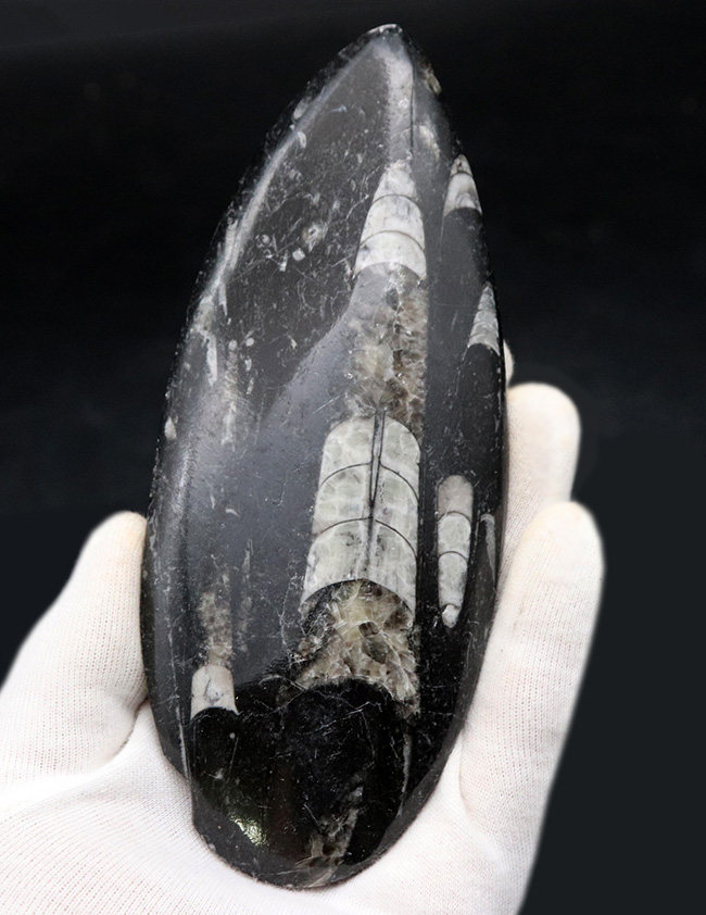 ビッグサイズ!直線計測127ミリの大判標本、多数のオルソセラス(Orthoceras)を内包したマルチプレート化石。アンモナイトの祖先(その1)