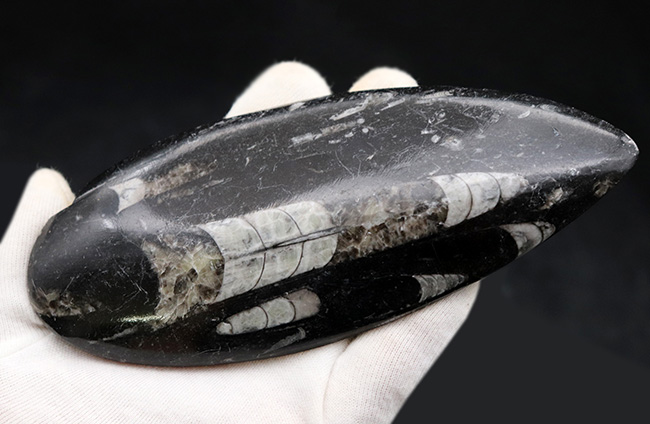 ビッグサイズ!直線計測127ミリの大判標本、多数のオルソセラス(Orthoceras)を内包したマルチプレート化石。アンモナイトの祖先(その4)